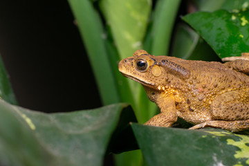 Asian common, Asian black-spined, black-spectacled, common Sunda and Javanese toad (Chordata, Amphibia, Anura, Bufonidae, Duttaphrynus melanostictus) resting on the leaf while facing the left side