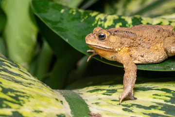 Asian common, Asian black-spined, black-spectacled, common Sunda and Javanese toad (Chordata, Amphibia, Anura, Bufonidae, Duttaphrynus melanostictus) resting on the leaf while facing the left side
