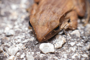 Aerial view of Asian black-spined, black-spectacled, common Sunda and Javanese toad (Chordata, Amphibia, Anura, Bufonidae, Duttaphrynus melanostictus) contrast, stay still on the road full with pebble
