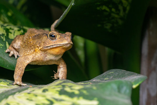 Asian common, Asian black-spined, black-spectacled, common Sunda and Javanese toad (Chordata, Amphibia, Anura, Bufonidae, Duttaphrynus melanostictus) resting on the leaf while facing the right side