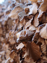 Herbstblätter im Frost Photobackground Wallpaper