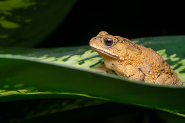 Obraz premium Asian common, Asian black-spined, black-spectacled, common Sunda and Javanese toad (Chordata, Amphibia, Anura, Bufonidae, Duttaphrynus melanostictus) resting on the leaf while facing the left side