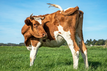 Young cow turning her head to look backwards. Red and white cow from behind, swinging tail, under a blue sky in a pasture.