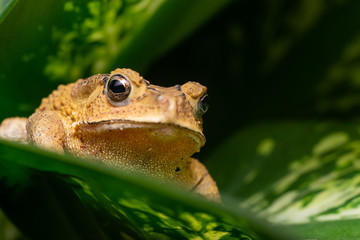 Front view of angry Asian black-spined, black-spectacled, common Sunda and Javanese toad (Chordata, Amphibia, Anura, Bufonidae, Duttaphrynus melanostictus) reveal the lower part and under mouth
