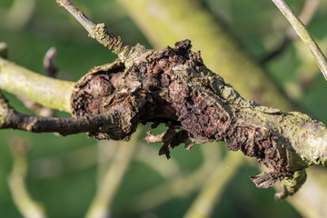 Close up of canker on an apple tree