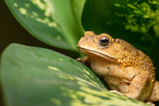 Asian common, Asian black-spined, black-spectacled, common Sunda and Javanese toad (Chordata, Amphibia, Anura, Bufonidae, Duttaphrynus melanostictus) resting on the leaf while facing the left side
