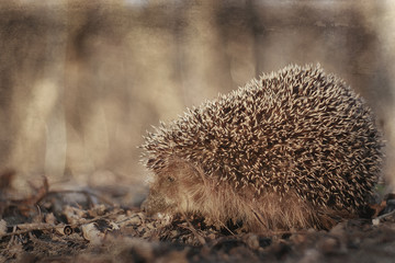 hedgehog in the fall forest / wild animal autumn forest, nature, cute little spiny hedgehog