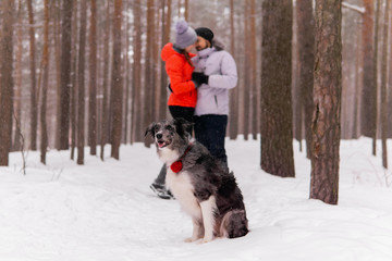 border collie dog sitting in the winter forest on the background of a couple in love with their owners
