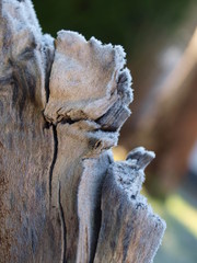 Holz, wood, frozen, Raureif