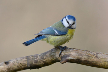 Blue bird