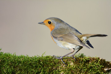 Robin bird