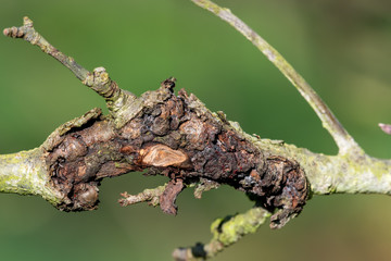 Close up of canker on an apple tree