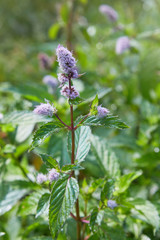 Fresh mint blossoms outdoors, mint flowers close up © Liudmila