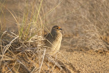 Francolin UAE Dubai