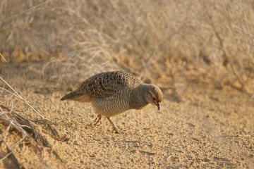 Francolin Dubai UAE