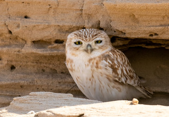 Little Owl Dubai Desert
