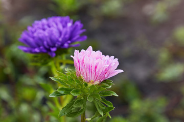 Purple flowers of China annual aster (Callistephus chinensis) with rain dew in the garden. 