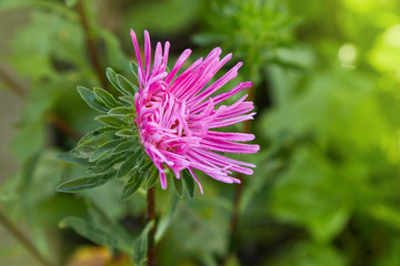 Purple flowers of China annual aster (Callistephus chinensis) with rain dew in the garden. 