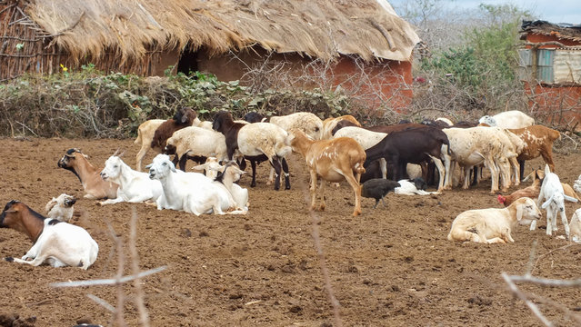 Ziegen Im Massai Dorf