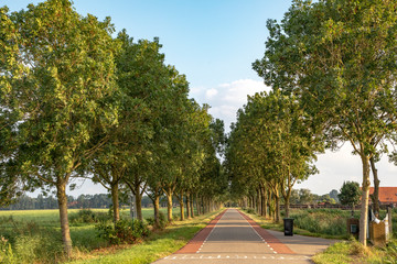 Road with trees on either side in Holland with red cycle path on both sides and a garbage container, perspective