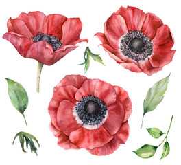 Watercolor floral set with red anemones. Hand painted flowers and leaves isolated on white background. Spring illustration for design, print, fabric or background.