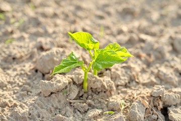 Green bean young plant in spring on the soil