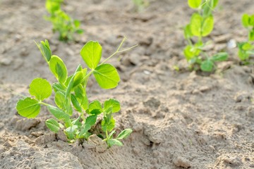 Green pea young plant in spring on the soil