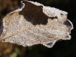 Herbstblätter im Frost Photobackground Wallpaper