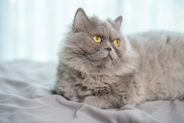 Cute Scottish fold cat.