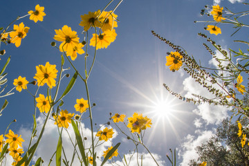 Yellow Florida Tickseed (Coreopsis floridana) in bloom from underneath against a blue sky in Myakka River State Park Sarasota Florida