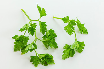 イタリアンパセリ　ハーブ