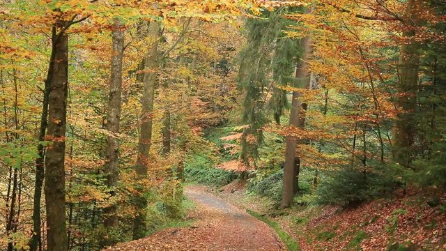 Petite route foresti&egrave;re en sous-bois l'automne.