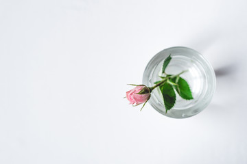 White small flower of rose in glass vase on white wood table. Top view. Copy space for text.