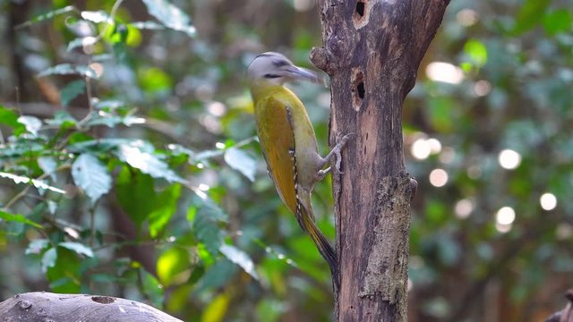 woodpecker, wildlife, grey-headed, environment, adult, america, animal, austria, autumn, avian, beautiful, berry, bird, birdwatching, black, branch, canus, cautious, colorful, europe, fauna, feeding, 