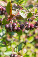 Chokeberry grows on a Bush in late summer