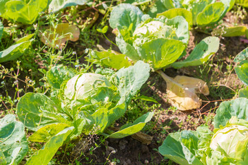 White cabbage grows on beds in the garden in the summer