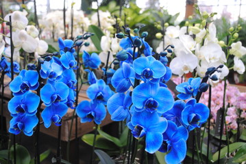 Blue orchids
