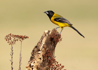 Audubon's Oriole, Rio Grande Valley, Texas