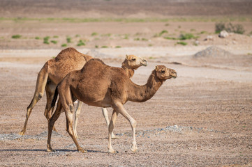 Two arabian camels walking synchronously
