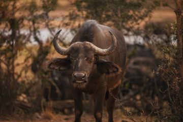 Buffalo S&uuml;dafrika 