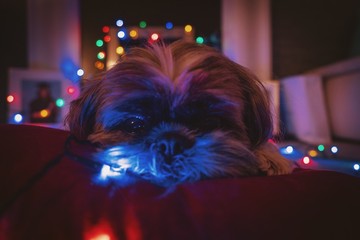 Shih Tzu laying on cushion with fairy lights