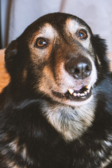 Portrait of a smiling funny cute playful serious arrogant black and white dog shepherd dog lying on...