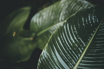 Folk Green Leaf Tropical Foliage Plant Nature Leaves on dark background © Paulo Storch