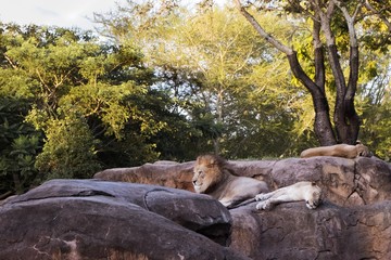 Lions resting on rock 