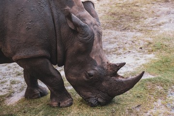 Rhino feeding on grass