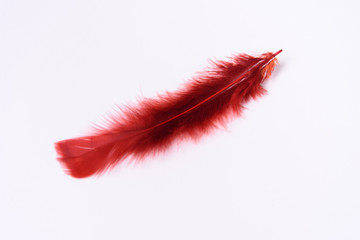 Red bird feather on a white background. A place for a label.