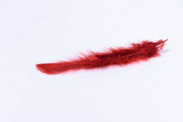 Red bird feather on a white background. A place for a label.