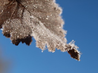 Frost Blatt, frozen leaf