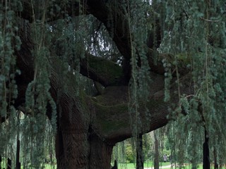Arboretum de la Vallée-aux-Loups