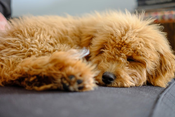 Mini golden doodle cachorro durmiendo en un sillón